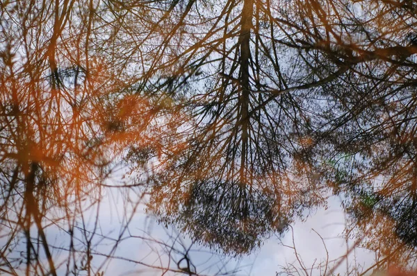 Отражение Ветвей Деревьев Воде Абстрактный Естественный Фон — стоковое фото