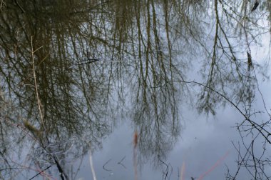 Sudaki ağaçların yansıması, kış mevsimi, doğa serisi