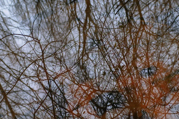 봄철에 속에서 나무를 반영하는 — 스톡 사진