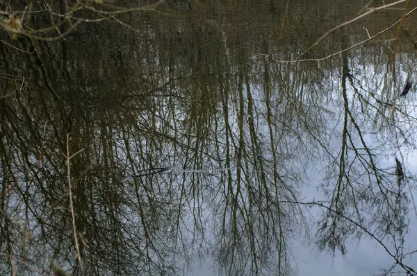 Reflexão Árvores Água Uma Lagoa Primavera — Fotografia de Stock