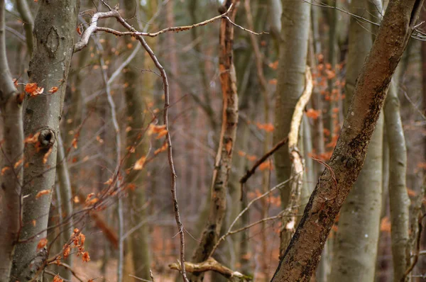 Herfst Het Bos Met Bomen Bladeren Ondiepe Doen — Stockfoto