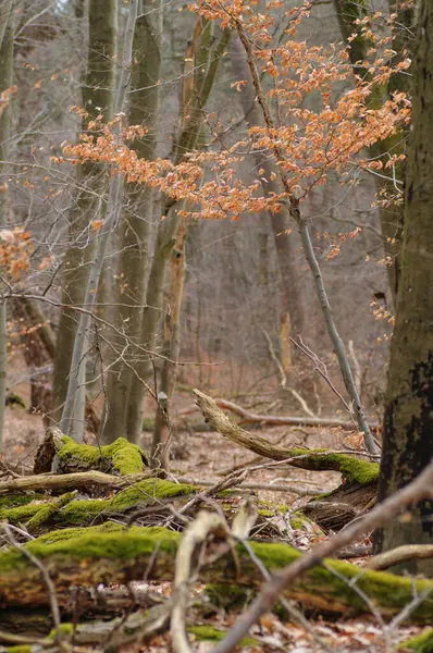 Gevallen Bomen Het Bos Met Mos Gevallen Bladeren Herfst — Stockfoto