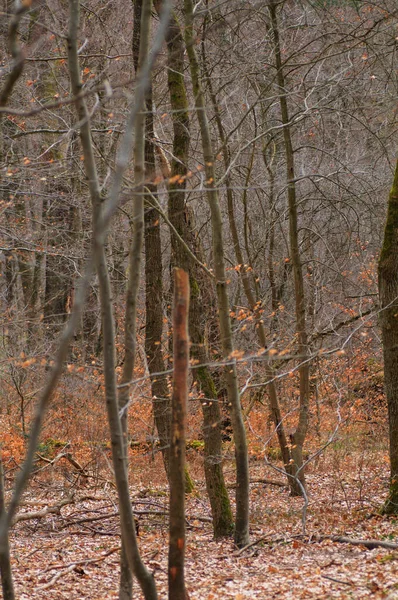 Bosque Otoñal Con Árboles Desnudos Hojas Caídas Suelo — Foto de Stock