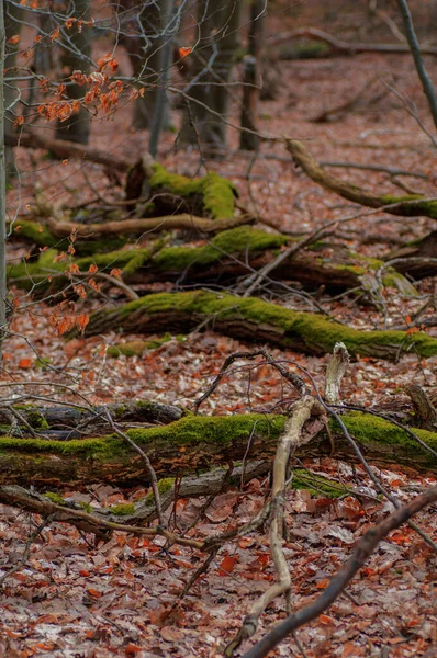 Lehullott Fák Erdőben Mohával Lehullott Levelekkel Szelektív Fókusz — Stock Fotó
