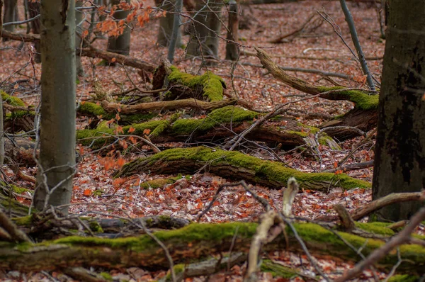 Arbres Tombés Dans Forêt Avec Mousse Verte Feuilles Tombées — Photo