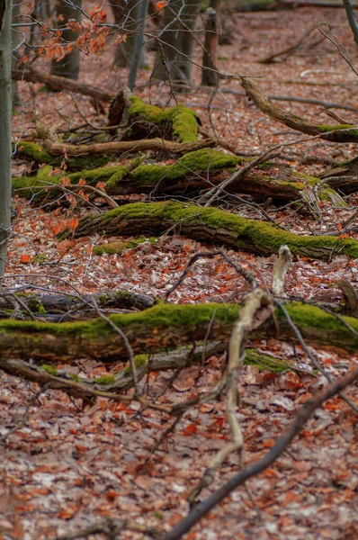Troncos Árboles Caídos Bosque Paisaje Otoño Profundidad Superficial Del Campo — Foto de Stock