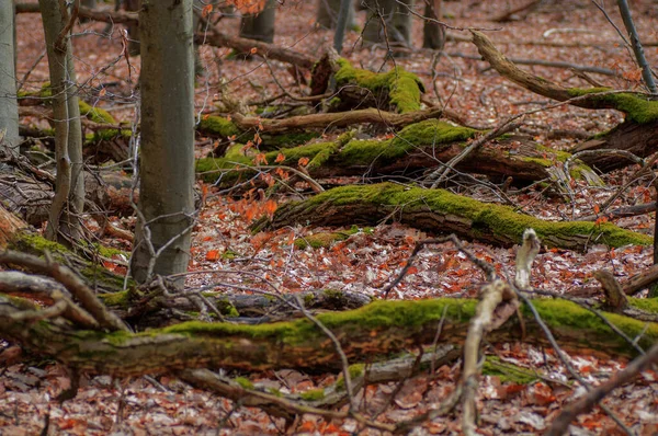 Padlé Stromy Lese Pokryté Mechem Spadanými Listy — Stock fotografie