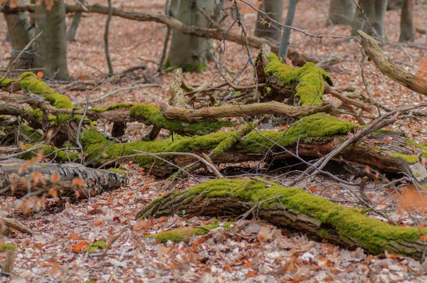 Alberi Caduti Nella Foresta Con Muschio Verde Foglie Cadute — Foto Stock
