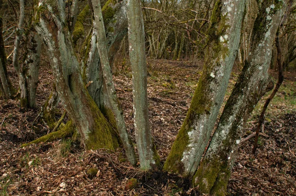 Lkbaharda Ormanda Yosunlu Ağaç Gövdeleri — Stok fotoğraf
