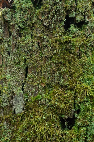 Ağacın Kabuğunda Yeşil Yosun Yakın Plan — Stok fotoğraf