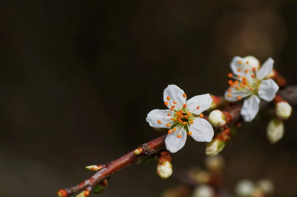 Bloeiende Tak Van Een Sleedoorn Prunus Spinosa — Stockfoto