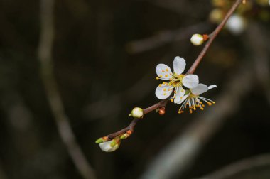 Ağaçta çiçek açan bahar, dalda beyaz çiçekler.