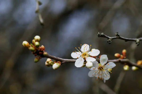 Witte Bloemen Takken Van Een Bloeiende Abrikozenboom — Stockfoto