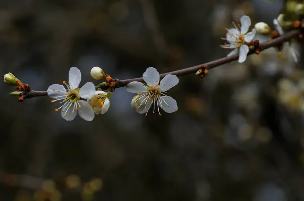 Witte Bloemen Takken Van Een Bloeiende Abrikozenboom — Stockfoto