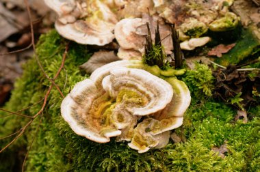 Ormandaki yeşil yosun üzerinde mantarlar, yakın plan.