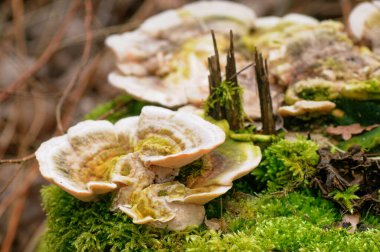 Ormandaki yosunlu ağaçta yetişen mantarlar.