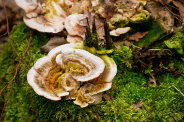 Trametes versicolor (Polyporus versicolor)