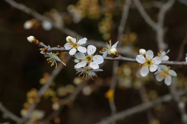 Witte Bloemen Van Een Bloeiende Abrikozenboom Een Lentedag — Stockfoto