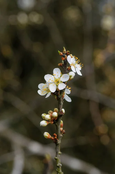 White Flowers Prunus Cerasifera Spring — Stock Photo, Image