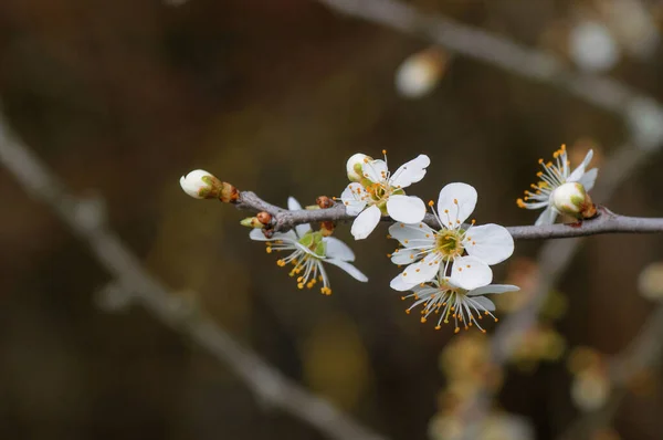 Witte Bloemen Een Tak Van Een Bloeiende Abrikozenboom — Stockfoto