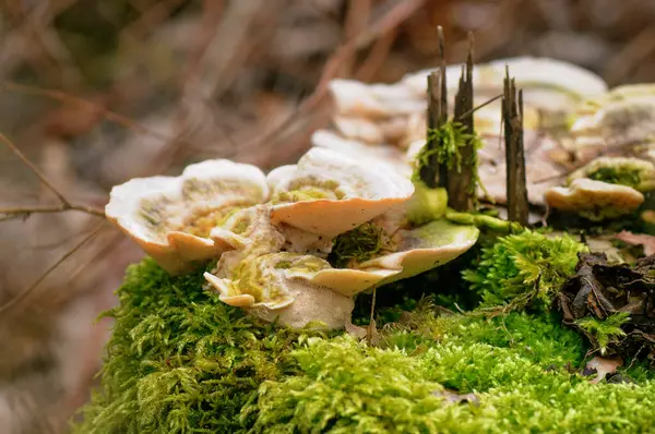 Trametes Versicolor Growing Green Moss Forest — Stock Photo, Image