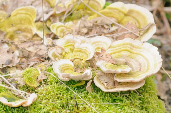 Trametes Versicolor Lingzhi Mushroom Growing Forest — Stock Photo, Image