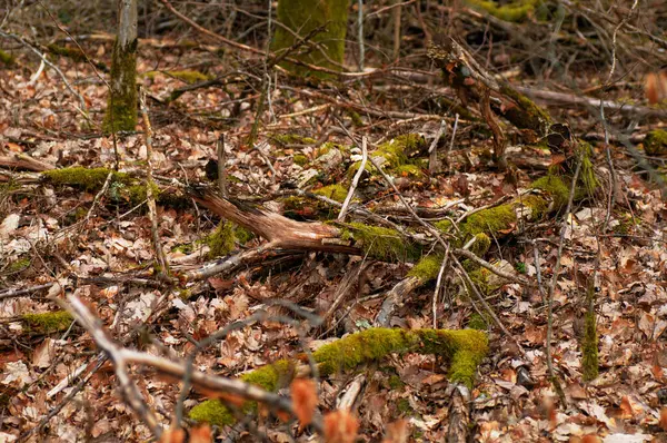 Musgo Tronco Uma Árvore Caída Floresta — Fotografia de Stock