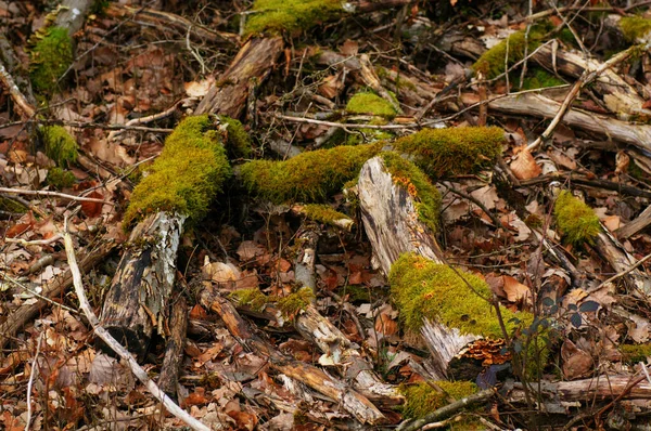 Ormanda Yerde Yosun Var Yakın Plan — Stok fotoğraf