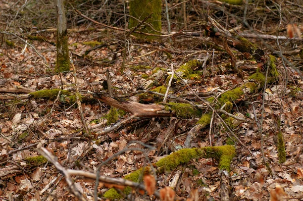 Ξύλινος Φράχτης Βρύα Και Λειχήνες Στο Πάτωμα Του Δάσους — Φωτογραφία Αρχείου