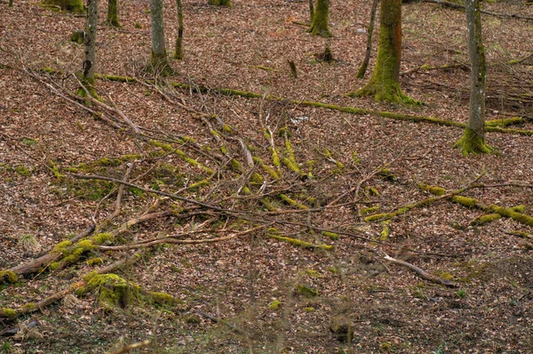 Upadłe Pnie Drzew Lesie Mchem Opadłymi Liśćmi — Zdjęcie stockowe