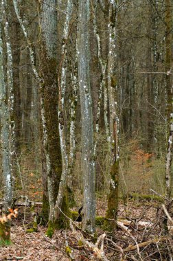 Sonbahar ormanında yosunlu ağaç gövdeleri. Doğal arkaplan