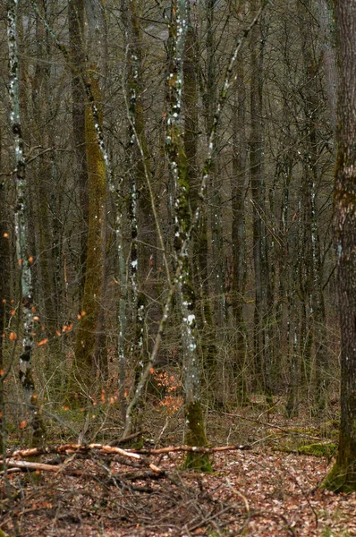 Mossige Boomstammen Het Herfstbos Prachtig Landschap — Stockfoto