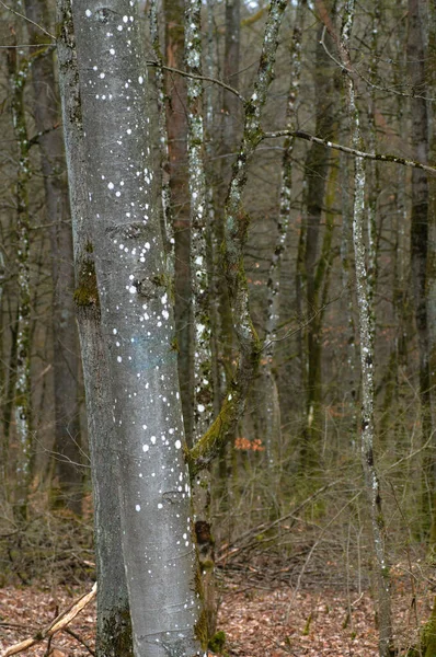 Erdőfák Természet Zöld Napfény Hátterek Fák Erdőben — Stock Fotó