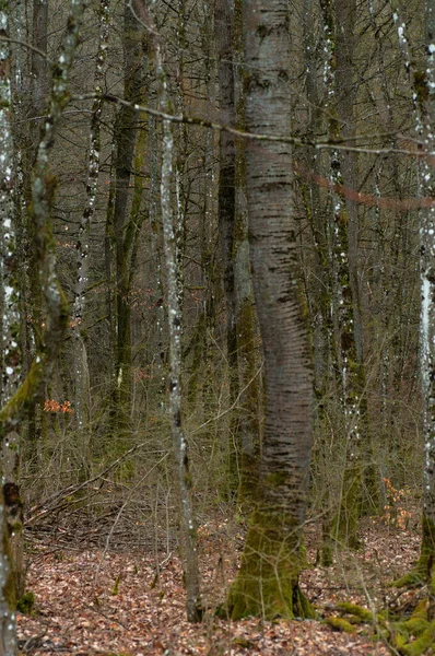 Sonbaharın Sonlarında Kar Kuru Yapraklarla Dolu Bir Orman — Stok fotoğraf