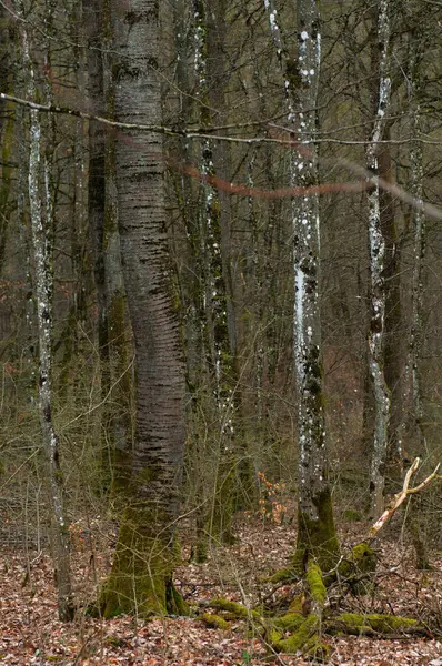 Skogsträd Våren Närbild Trädstam — Stockfoto