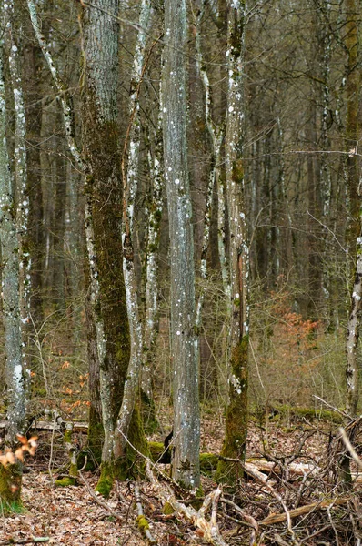 Sonbahar Ormanında Yosunlu Ağaç Gövdeleri Doğal Arkaplan — Stok fotoğraf