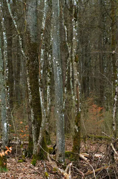 이끼와이끼 의나무들 — 스톡 사진