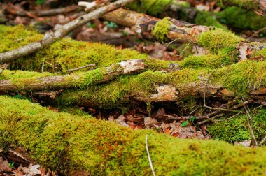 Sonbaharda ormanda yerde yosun var. Kapatın.