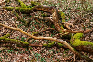 Ormandaki bir kütüğe düşmüş yapraklar. Seçici odak.