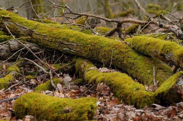 Mossy Fatörzsek Egy Erdőben Kora Tavasszal — Stock Fotó