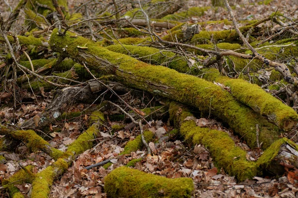 Gamle Trærødder Dækket Med Mos Faldne Blade Skoven - Stock-foto