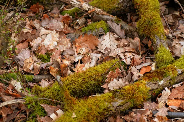 Funghi Che Crescono Tronco Albero Nella Foresta Focus Selettivo — Foto Stock