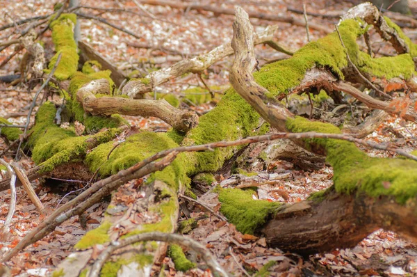 Lehullott Fák Erdőben Mohával Zuzmóval Földön — Stock Fotó