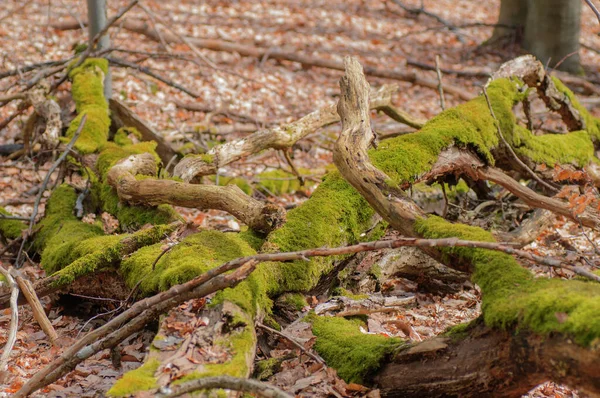 Troncos Árvore Musgosos Uma Floresta Primavera — Fotografia de Stock