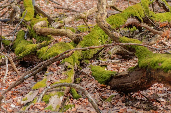 Mossige Boomstammen Het Bos Seizoensgebonden Natuurlijke Achtergrond — Stockfoto