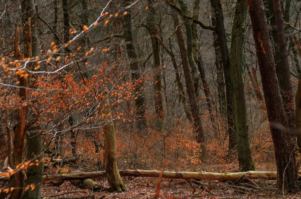 Буковий Ліс Восени Впритул Від Гілок — стокове фото