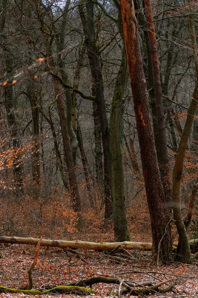 Színes Őszi Fák Nedves Erdőben Első Száraz — Stock Fotó