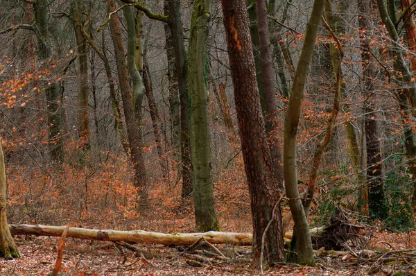 Lezuhant Fák Erdőben Késő Ősszel Őszi Erdő — Stock Fotó