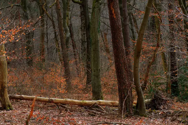 Podzimní Les Spadlými Kmeny Stromů Popředí Spadlými Listy Pozadí — Stock fotografie