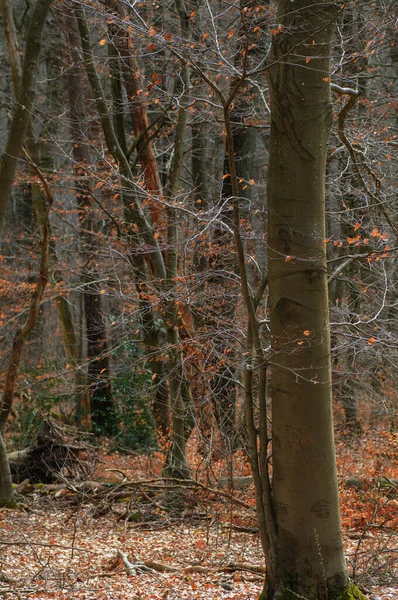 Осенний Лес Красными Листьями Переднем Плане Голые Деревья Заднем Плане — стоковое фото